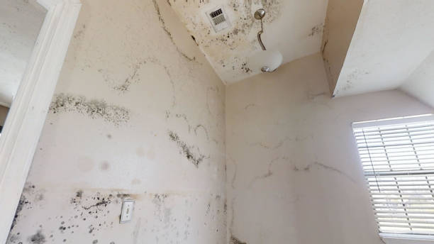Best Industrial Mold Remediation  in Orwigsburg, PA