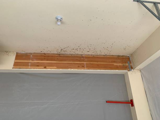 Professional Mold Removal in Orwigsburg, PA
